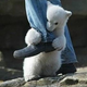 Illustration for article titled Adorable Bear Partakes Of The Ocean